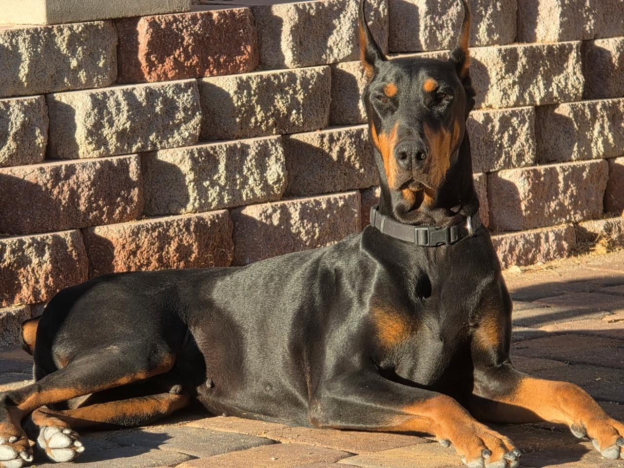 Noble dog portrait in color