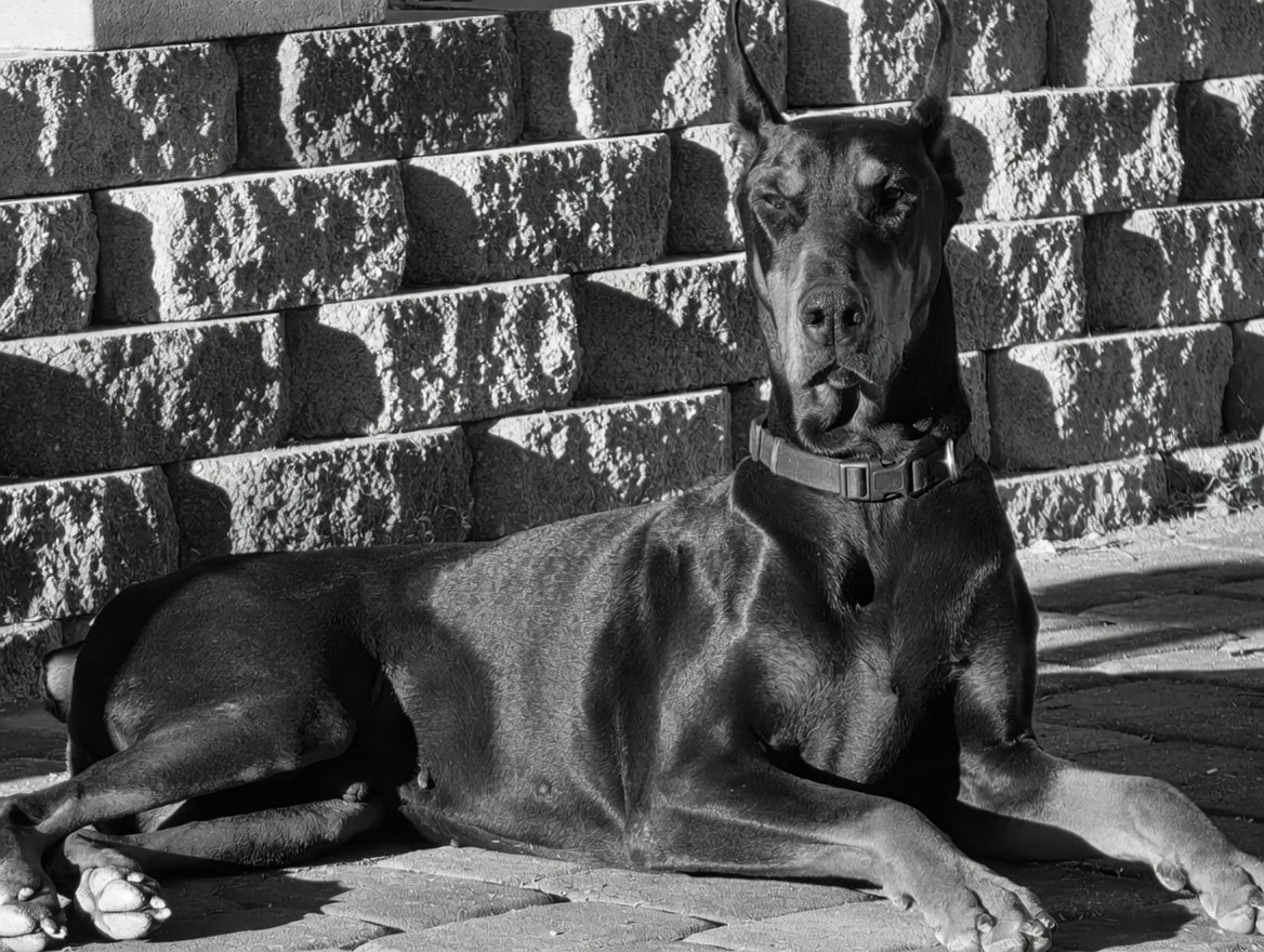 Noble dog portrait black and white